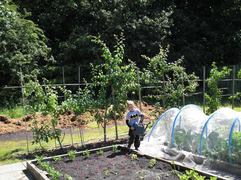Sefton Park Allotments